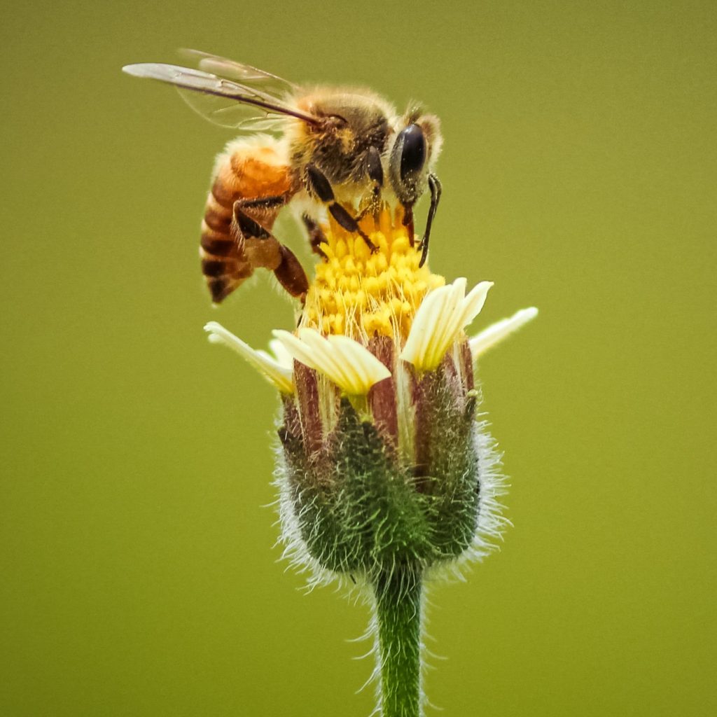 Enabling Policies for Equitable and High-Integrity Nature Markets